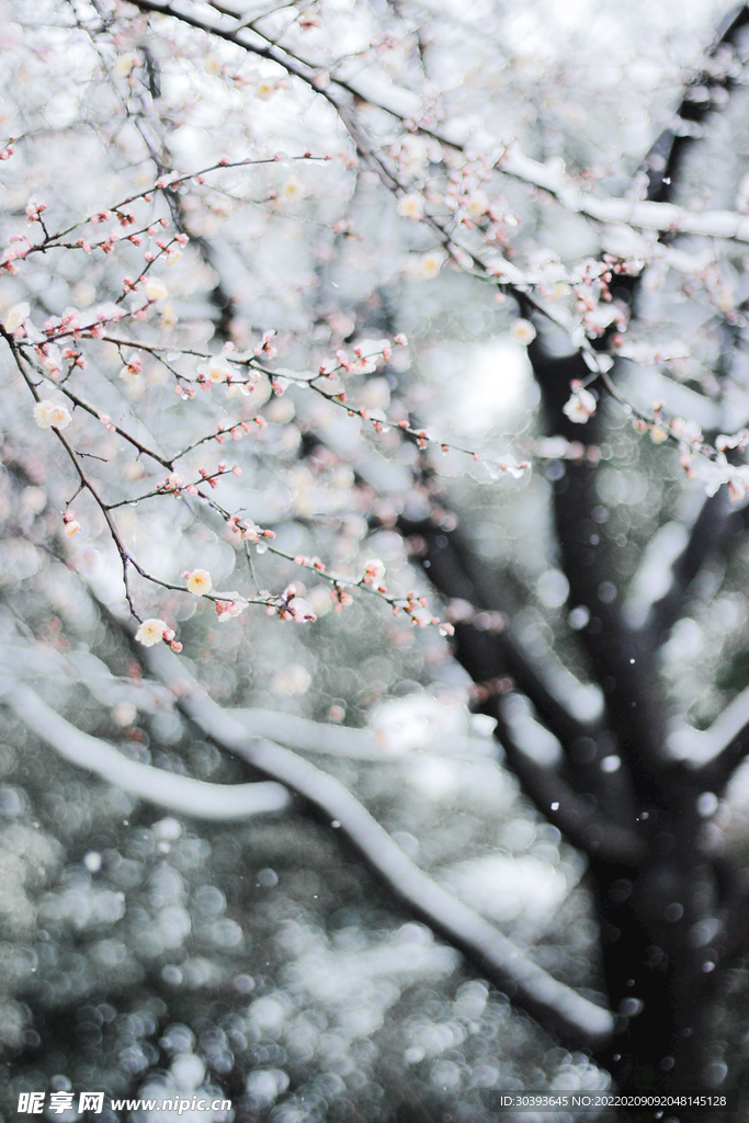 落雪梅花