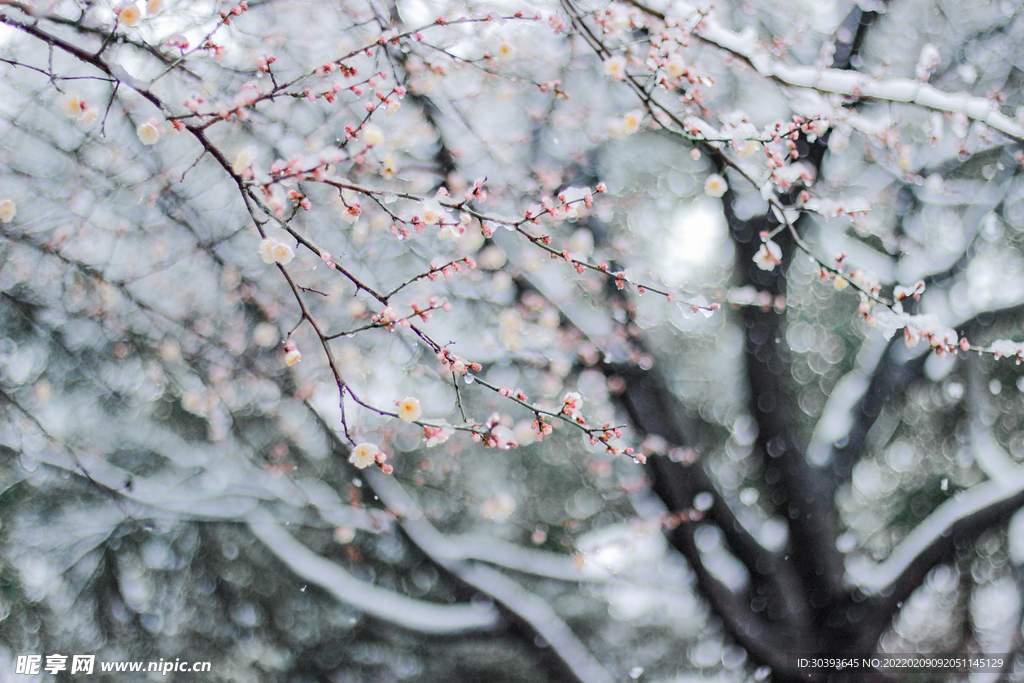 落雪梅花