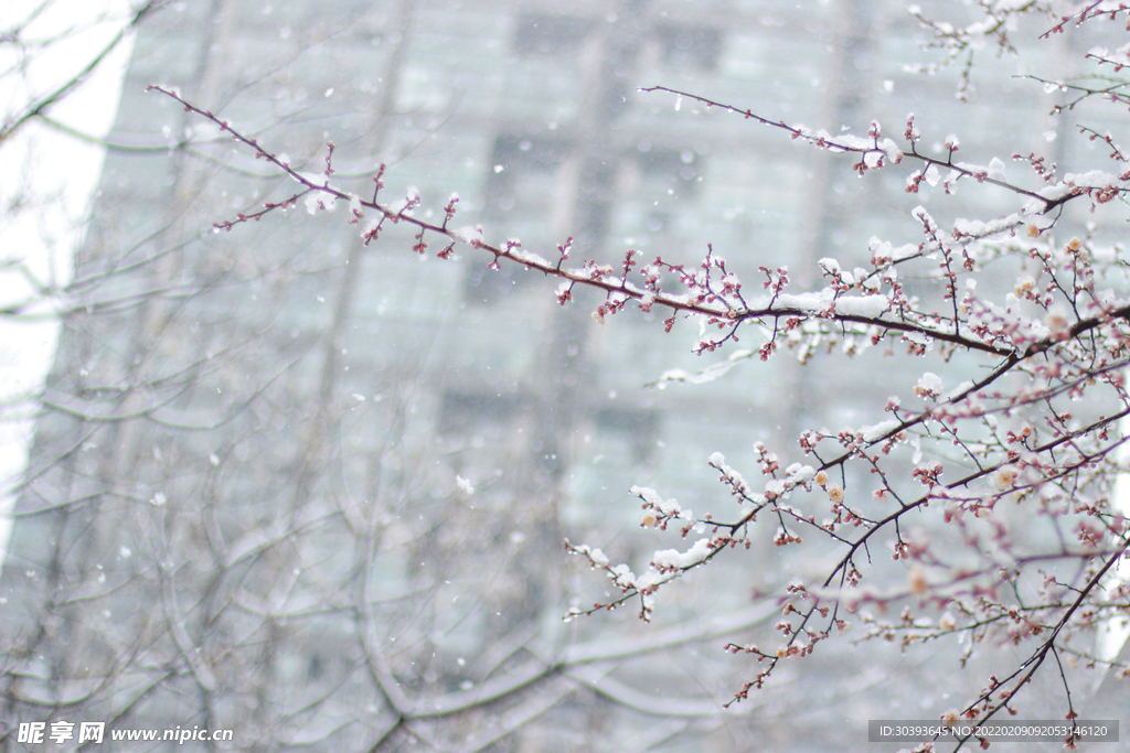 落雪梅花