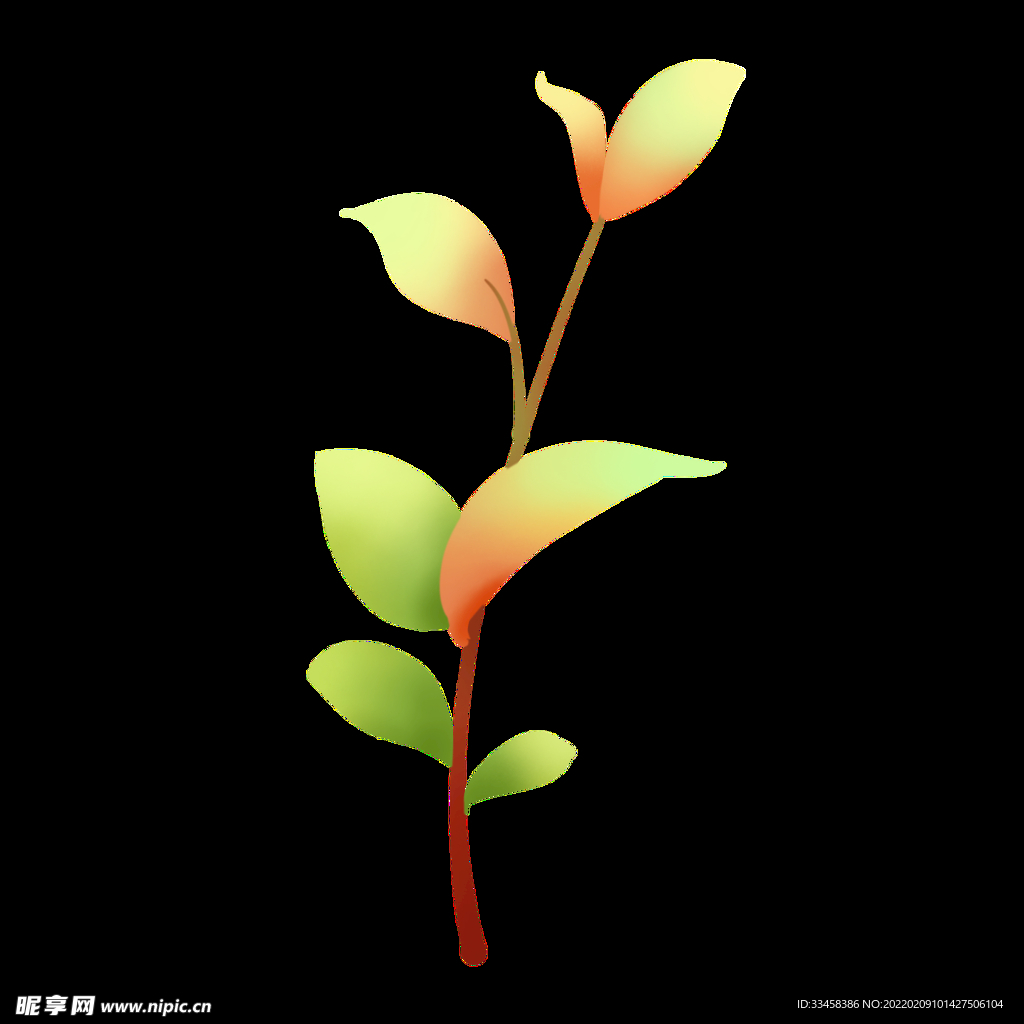 发芽植物嫩芽