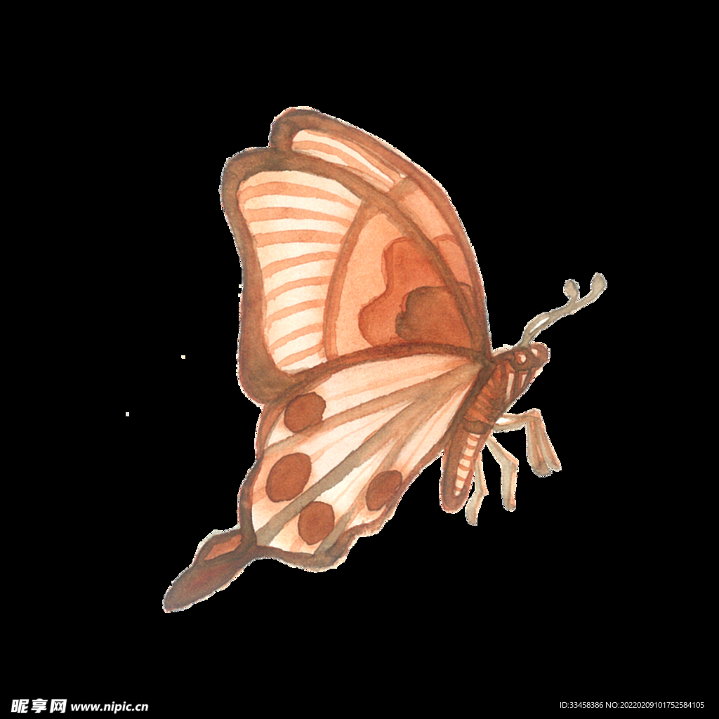 枯叶水红棕色蝴蝶透明设计图