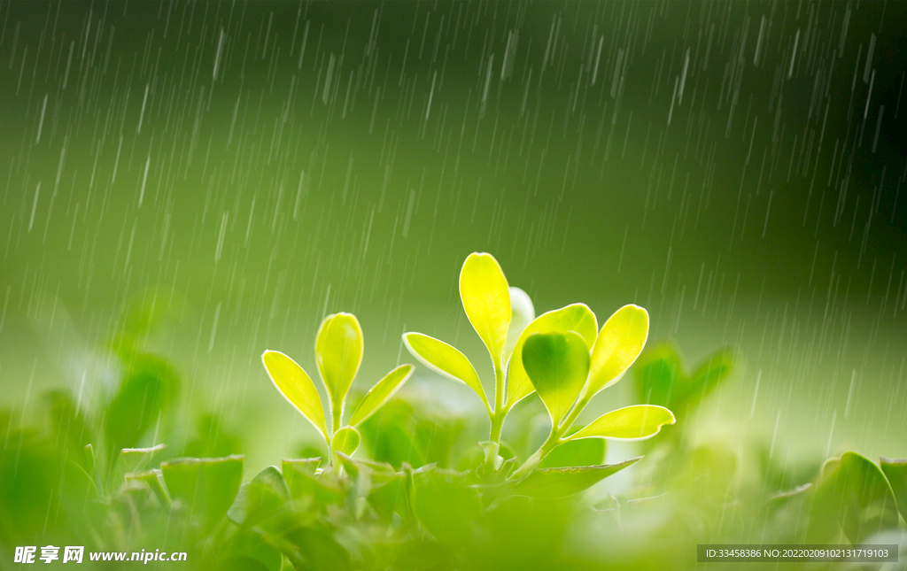 春天的雨水