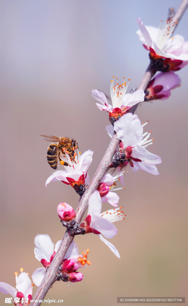 春天桃花蜜蜂摄影图