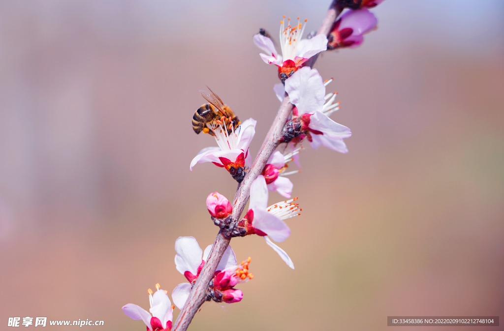 春季桃花和蜜蜂