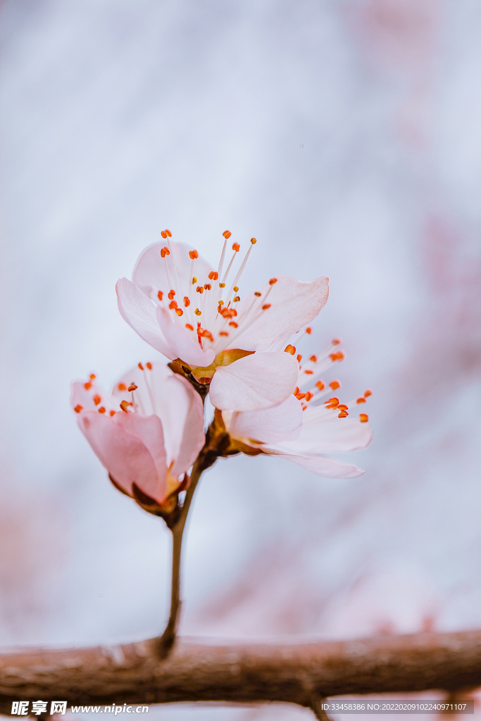 花开了春天山桃花公园