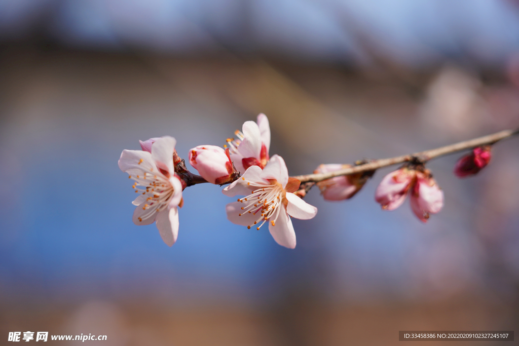 春季桃花花枝摄影图