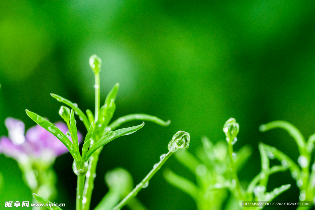 雨水节气白天满天星花草室外