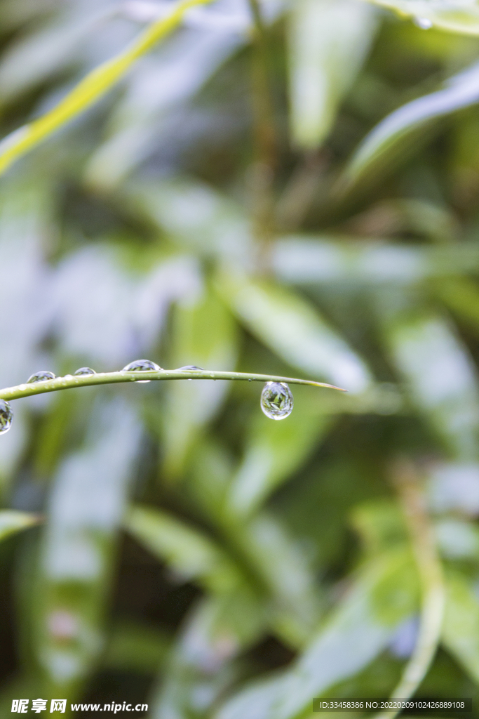 常见植物上雨水
