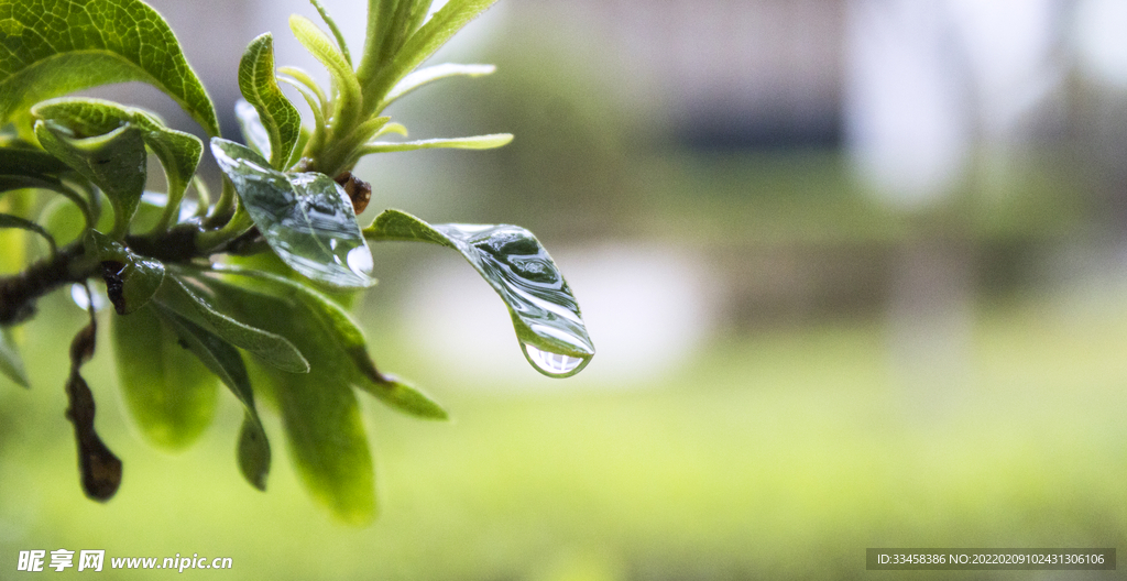 被雨水打湿植物自然