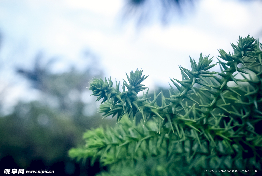 针状绿色植物虚化自然风景