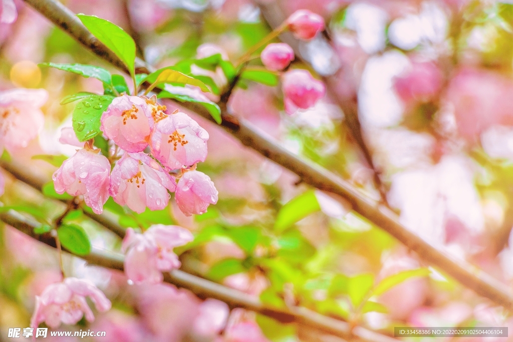 雨后桃花摄影图
