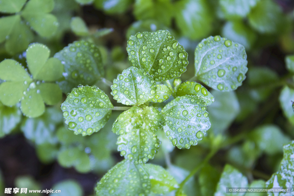 被雨水打湿植物