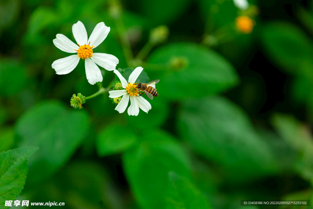 小白花与蜜蜂