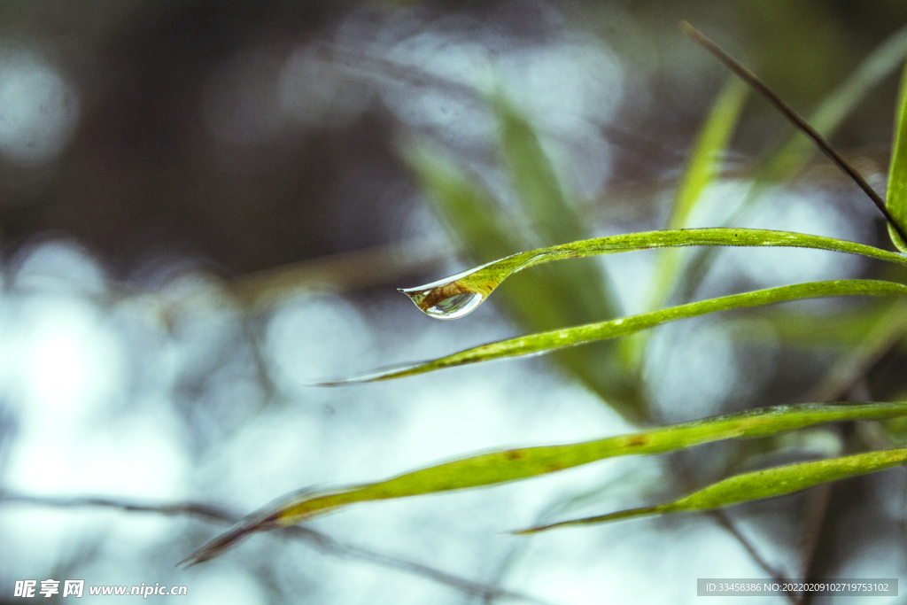 竹叶雨水水珠