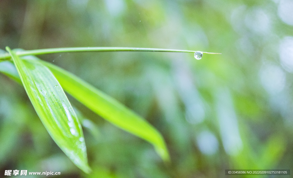 竹叶尖上雨水滴摄影图