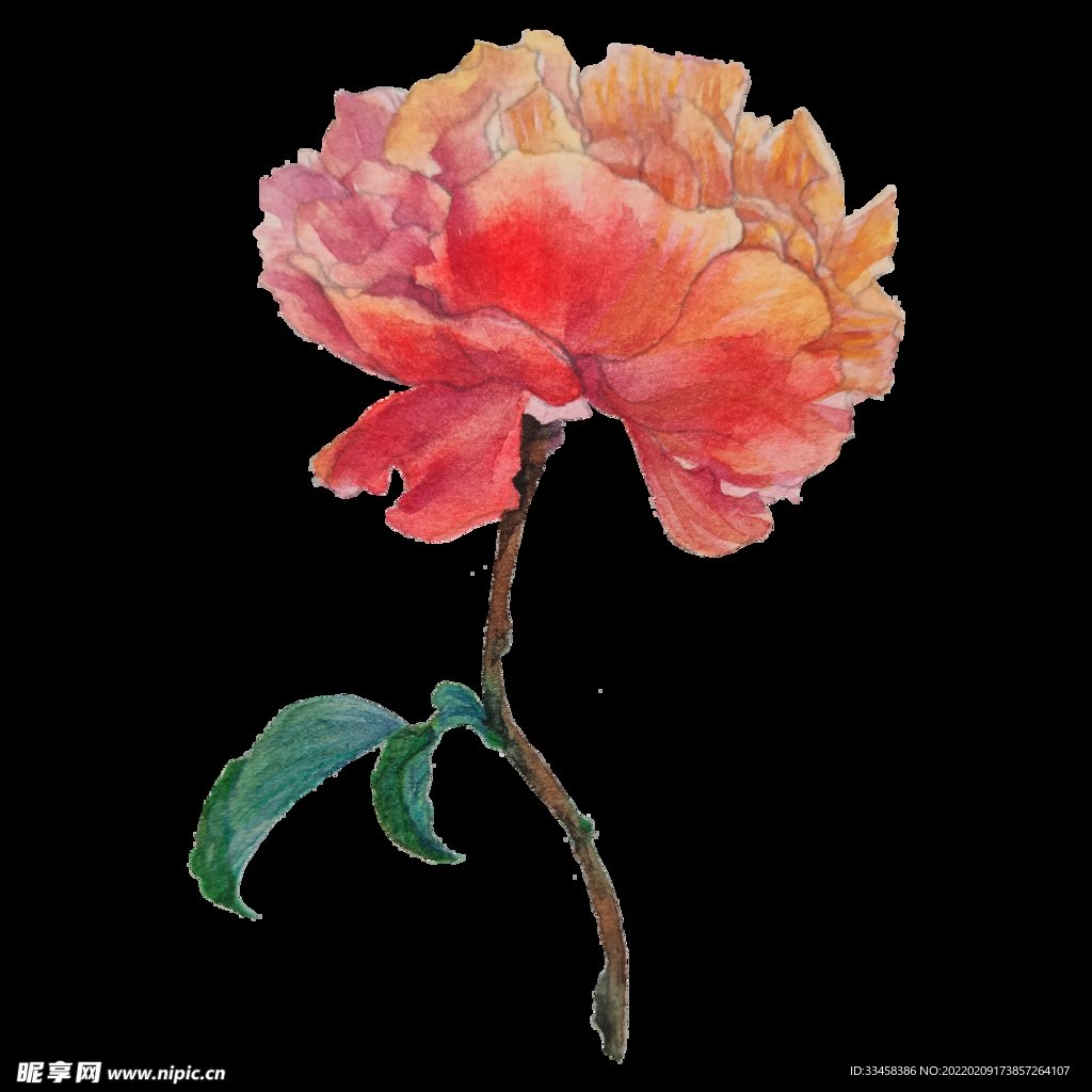 水彩手绘花卉康乃馨