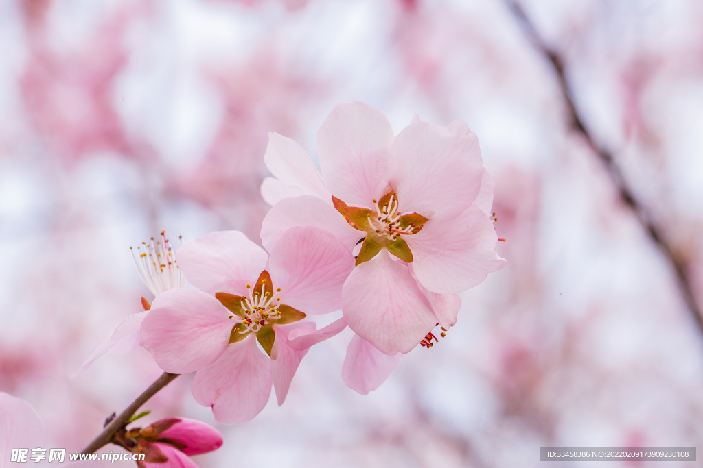 山桃花春天山桃花野外