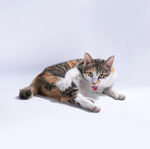 猫咪