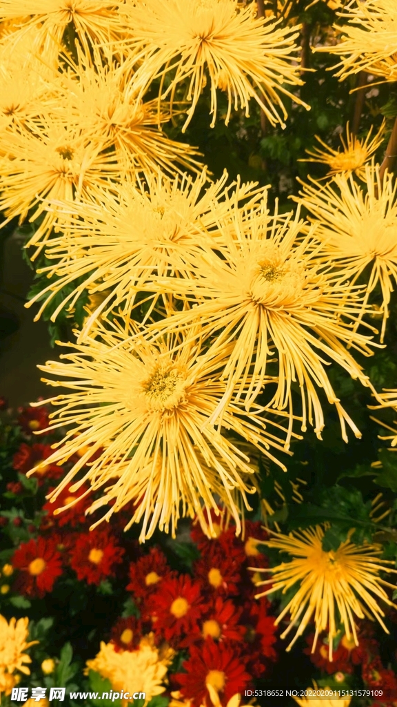 菊花