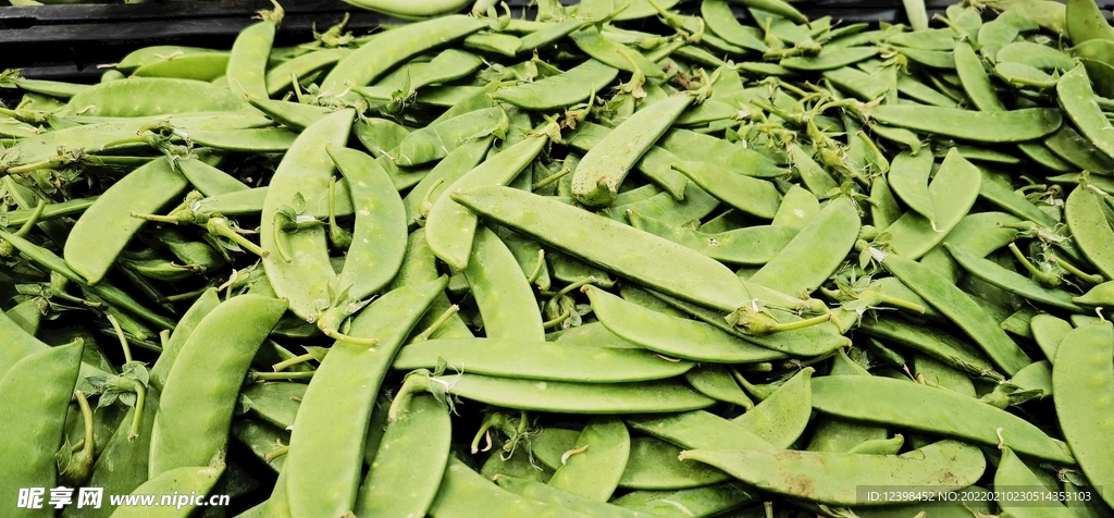 豌豆荚