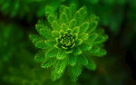 绿草