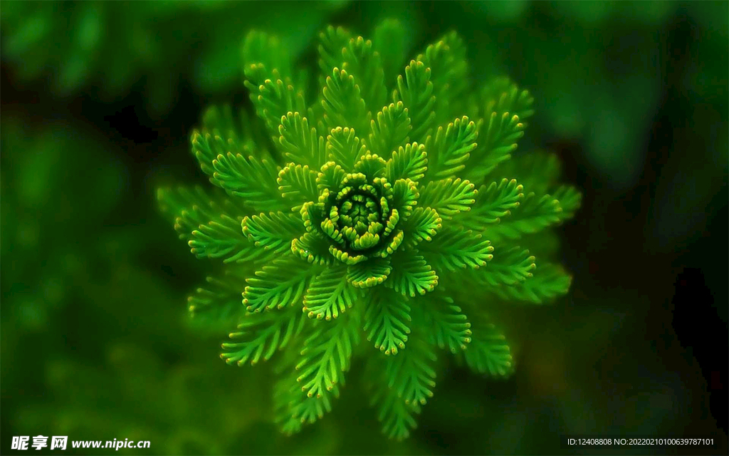 绿草