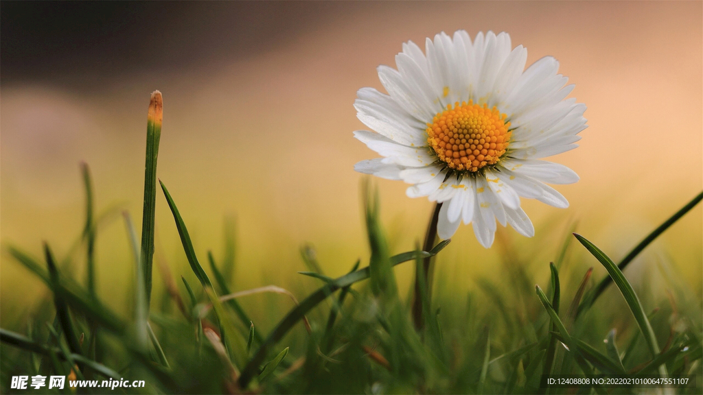 小花