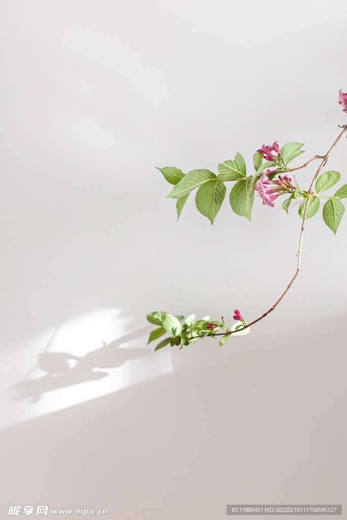 花卉
