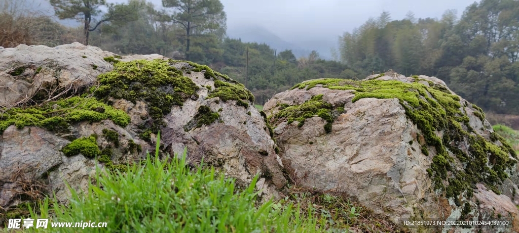 苔藓岩石