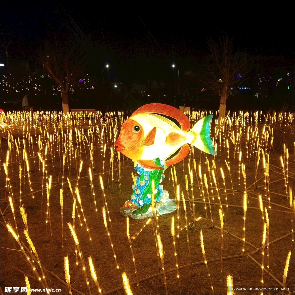 摄影 鲤鱼 彩灯 花灯 元宵节