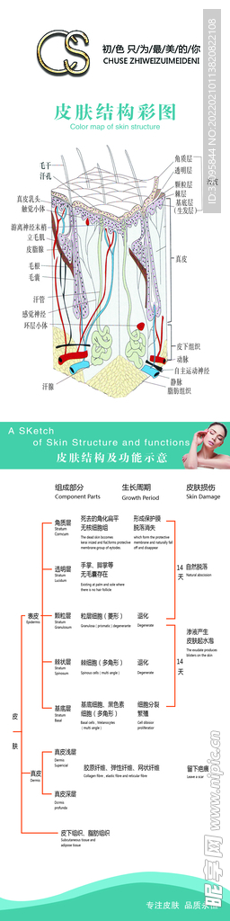 皮肤结构图