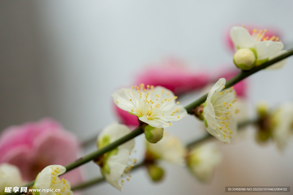 花香花朵梅花腊八清新