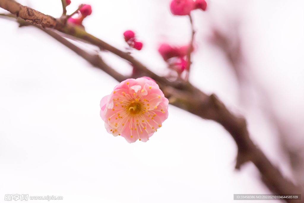 小寒腊八枝丫梅花清新
