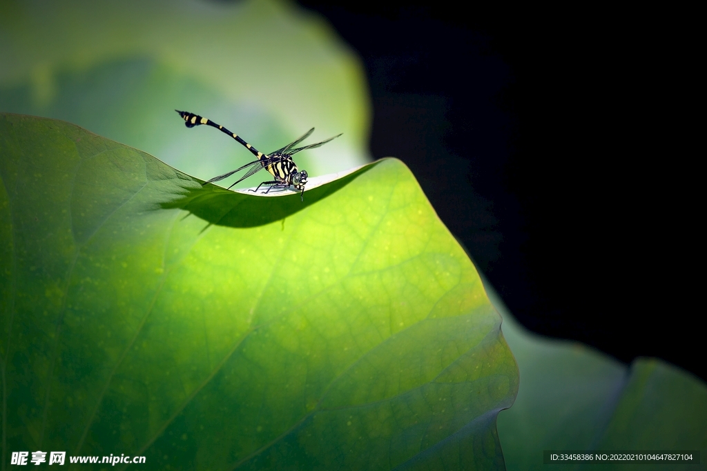 一只蜻蜓