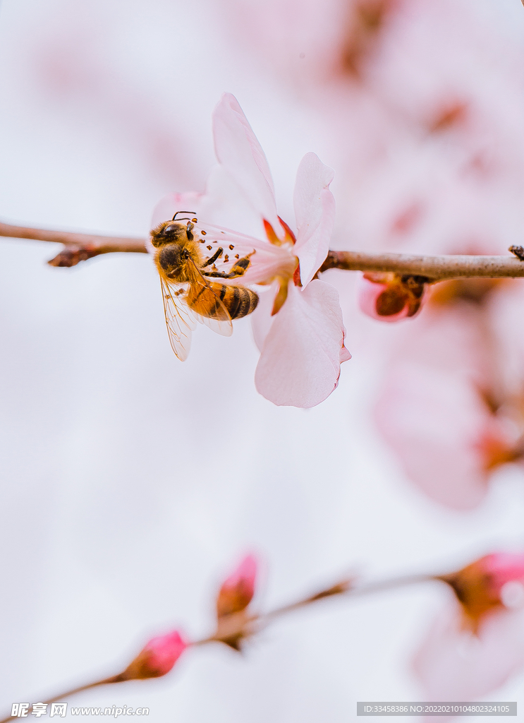 蜜蜂采蜜春季山桃花蜜