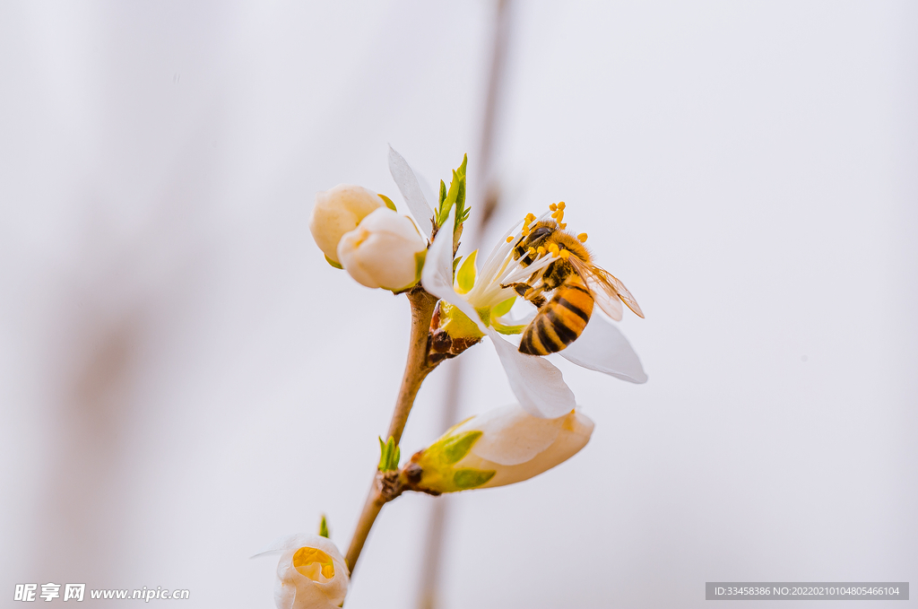 蜜蜂采蜜春天白山桃花