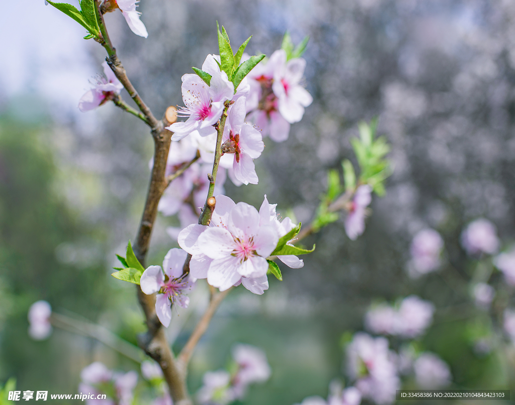 春天桃花树枝