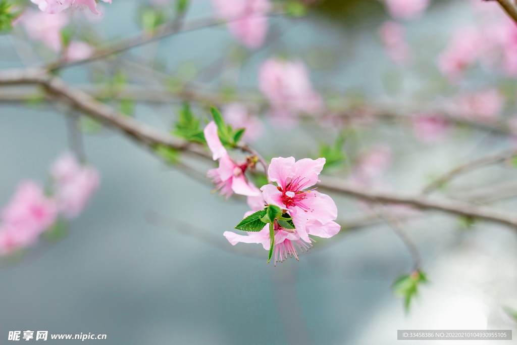 河边桃花盛开