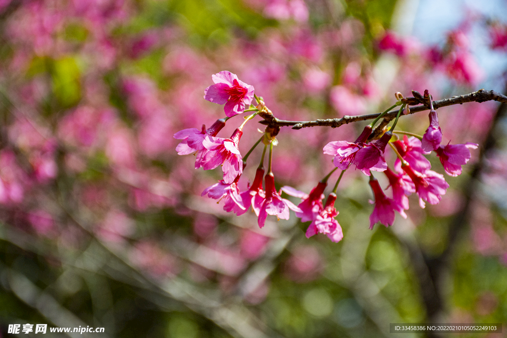桃花中午植物园静物
