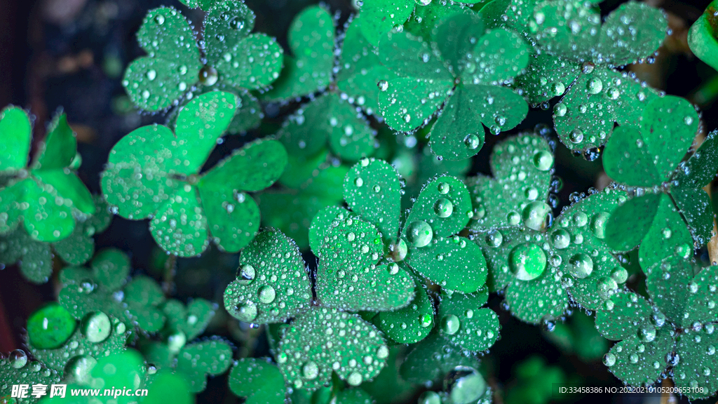 植物上的雨水