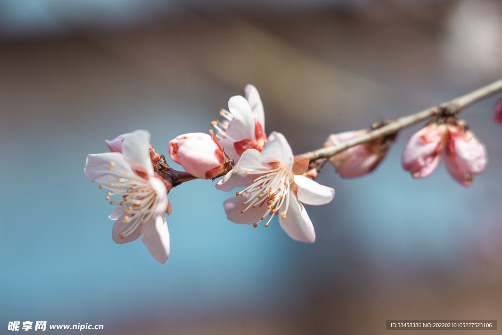 春季桃花花枝