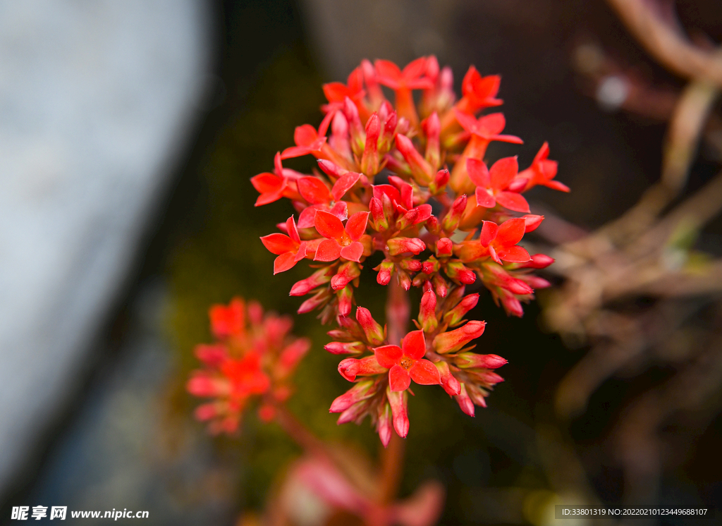 花