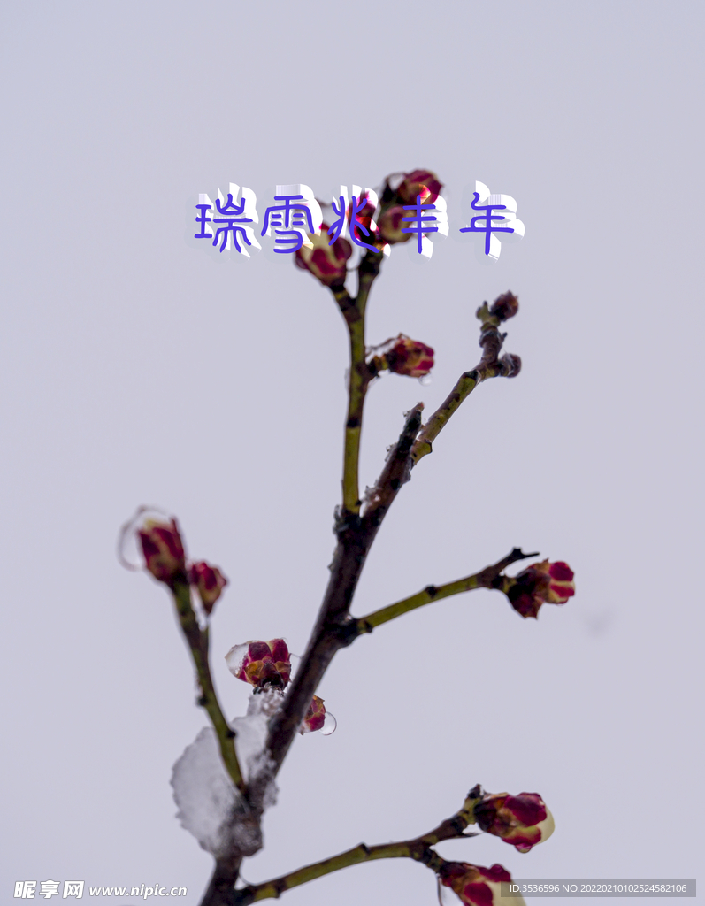 瑞雪中的梅花 