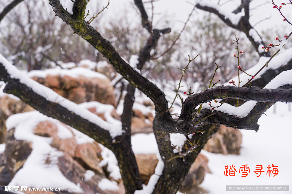 踏雪寻梅唯美高清大图