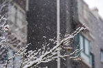 飘雪