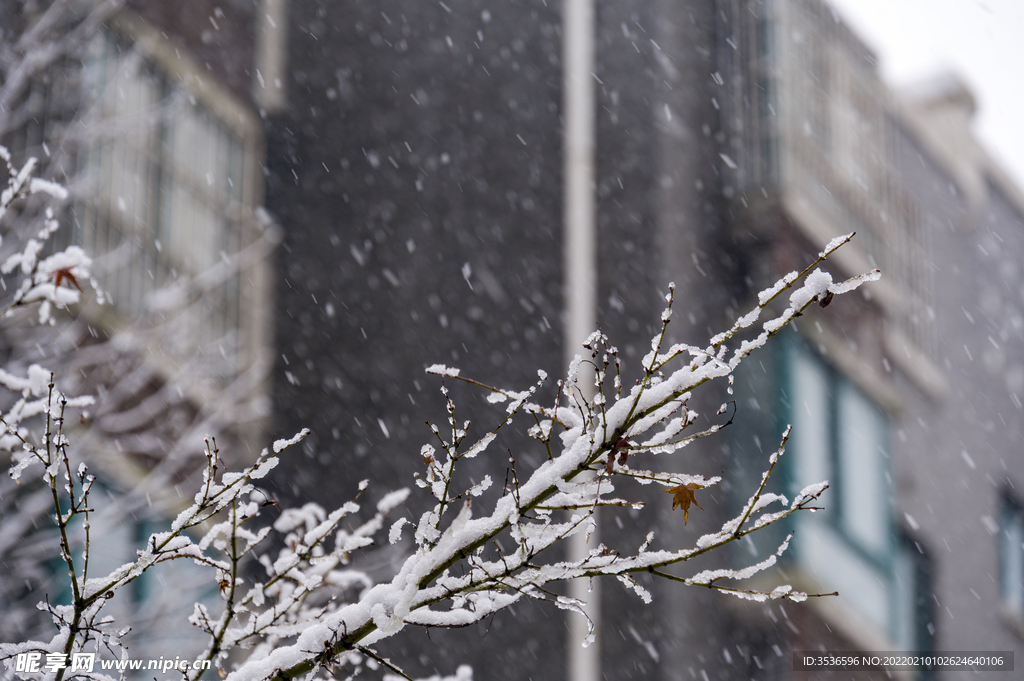 飘雪