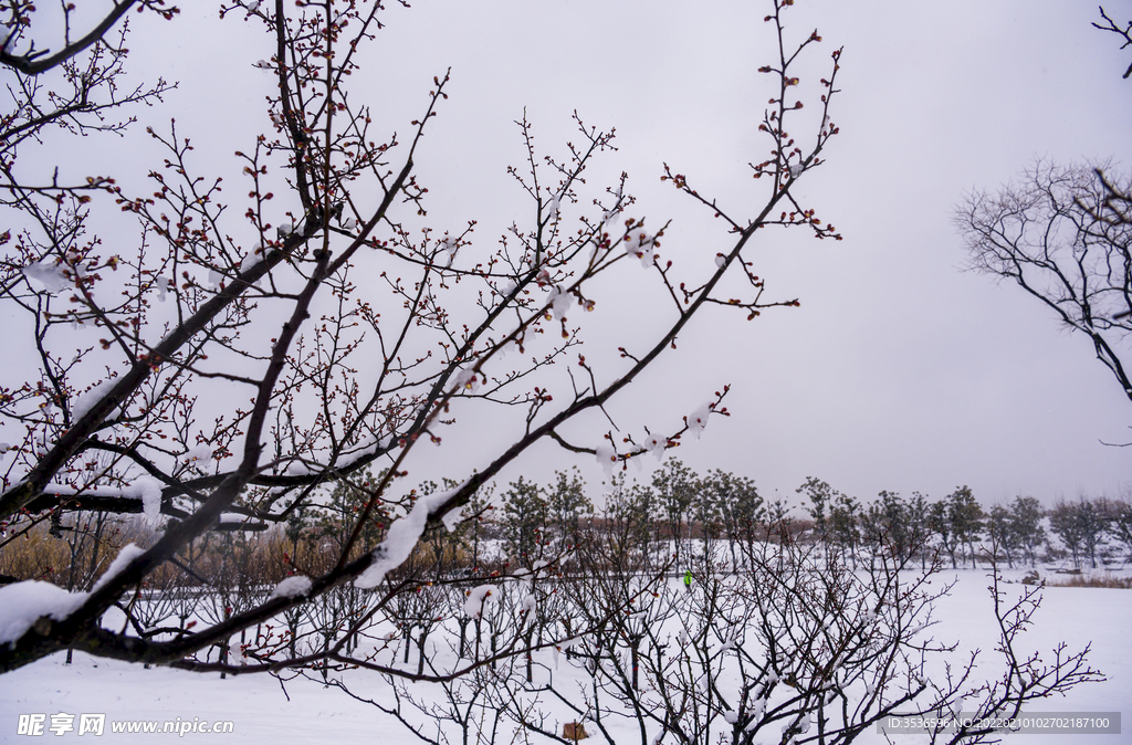 雪中梅园