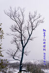 飘雪下的那棵树 