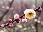 梅花 照片 摄影 风景 自然