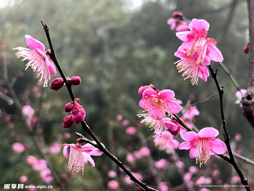 梅花
